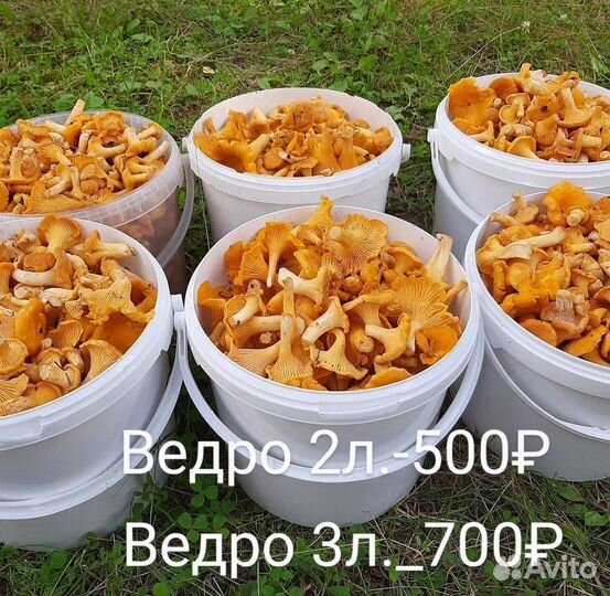 Грибы лисички свежие