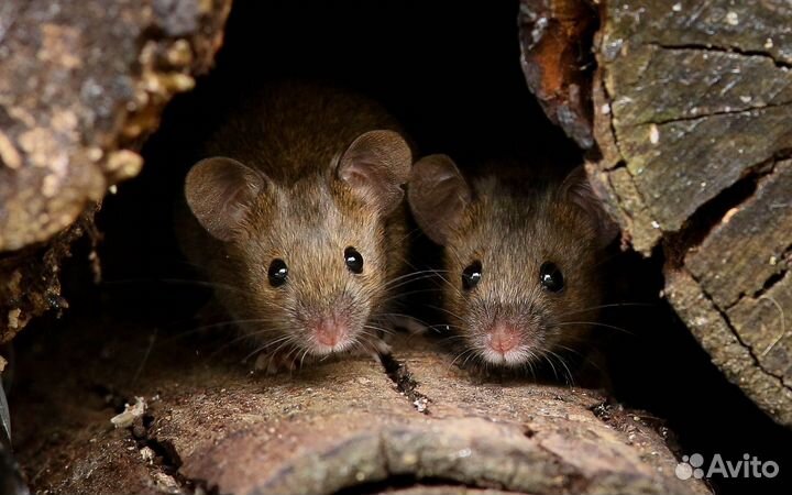 Цветные декоративные мыши