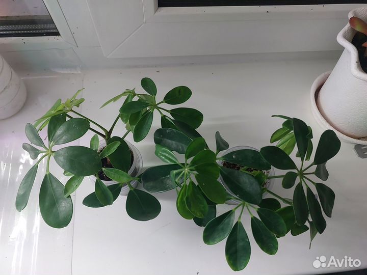 Комнатные цветы шефлера