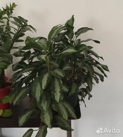 Дендробиум