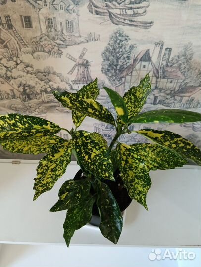 Кодиеум голд сан