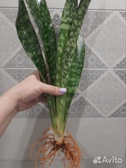Сансевиерия сортовая