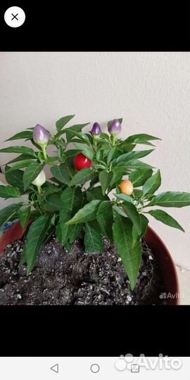 Перец комнатный острый