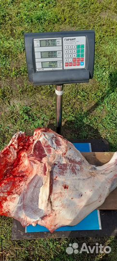 Мясо молодого бычка(телятина)