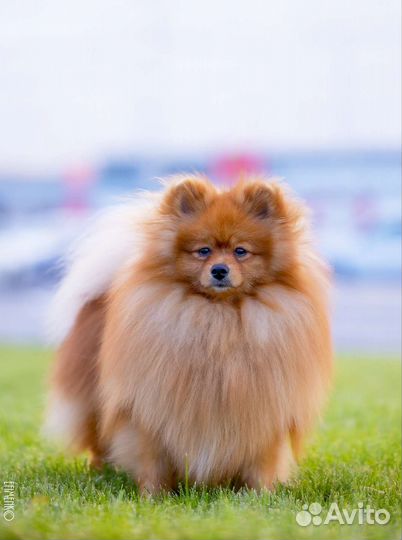 Малый Шпиц вязка