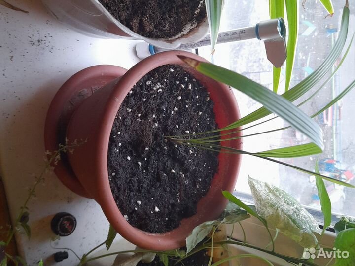 Катус и пальма