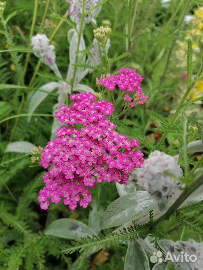 Многолетние цветы