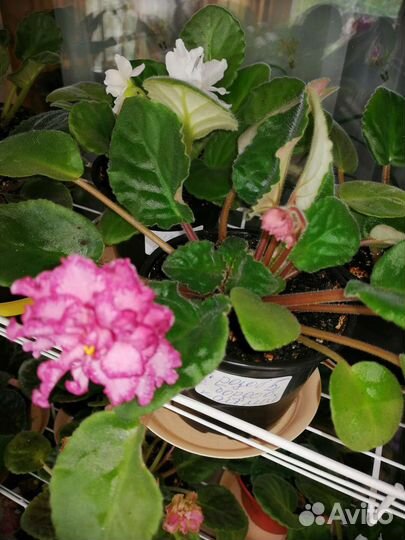 Фиалка сортовая. Распродаю