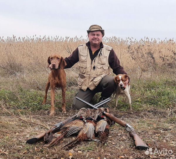 Натаска легавых собак