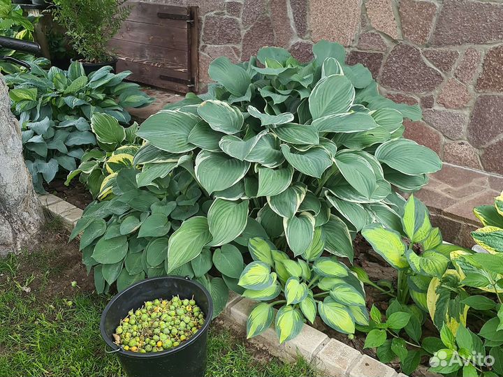 Хоста Tom Schmidt