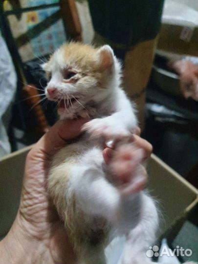 Кошка в дар бесплатно