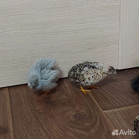 Пара китайских расписных перепелов