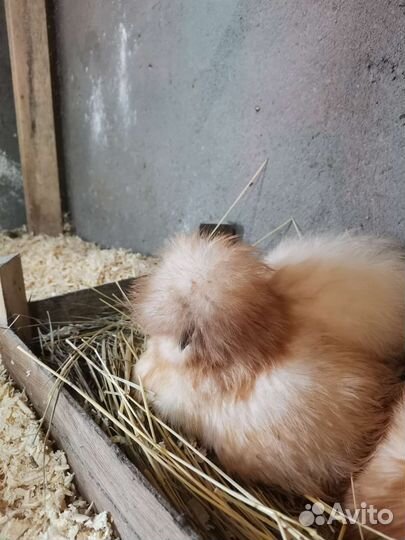 Инкубационное яйцо