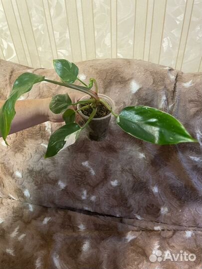 Филодедроны