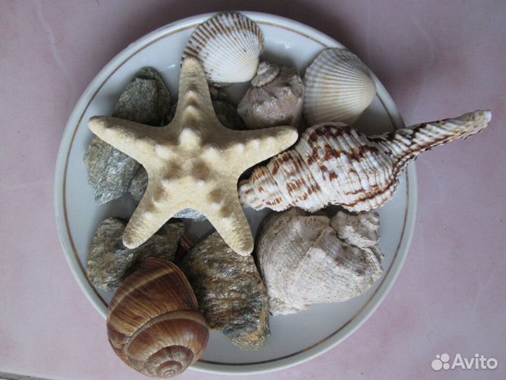 Морские ракушки звезды