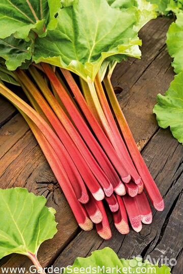 Ревень стебли