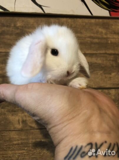 Карликовые вислоухие крольчата