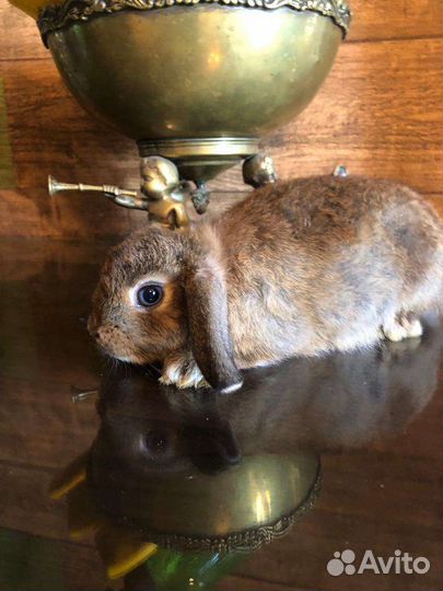 Карликовые вислоухие крольчата