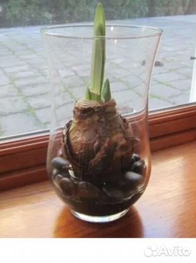 Гиппеаструм, пеларгонии, зефирентес