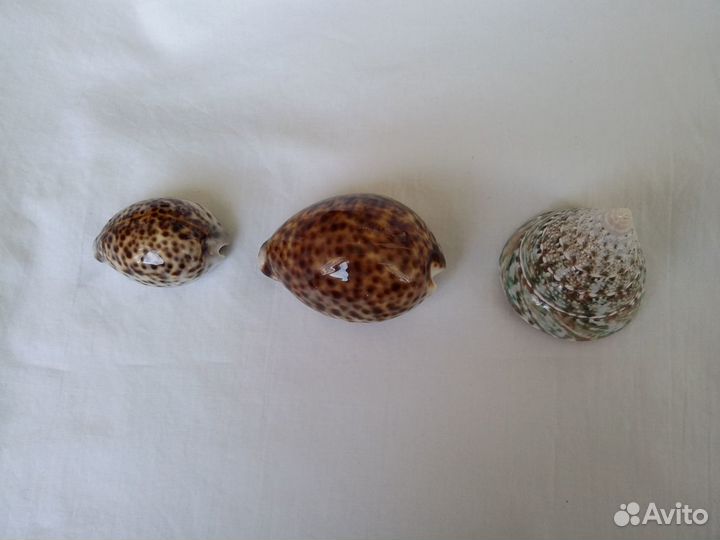 Ракушки морские набор
