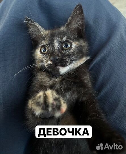 Отдам в добрые руки