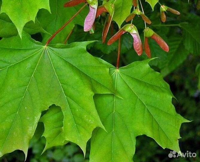 Саженцы клена, каштана, берёзы