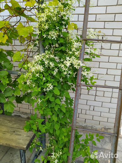 Растения для сада