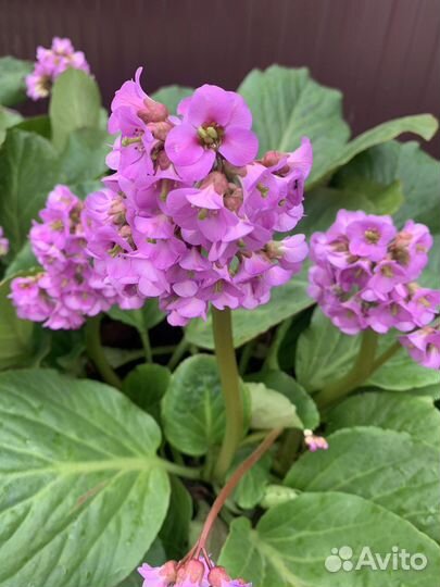 Крокосмия оранжевый