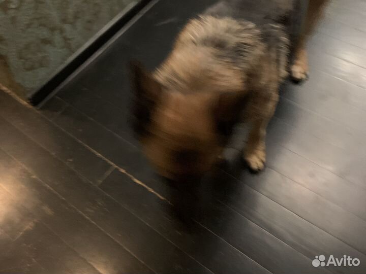 Руль этик тенастиии