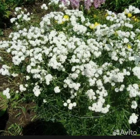 Флоксы, хоста, гипсофила, астильба