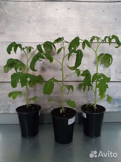 Рассада помидор и черри / томатов на штамбе