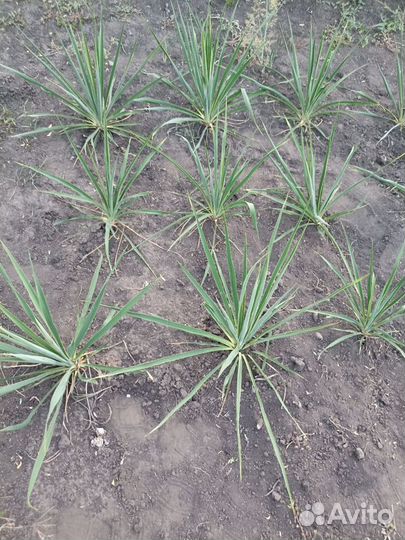 Юкка нитчатая