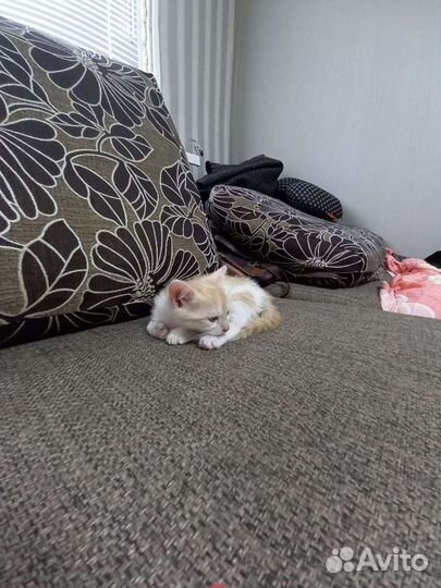 Одинокий котёнок ищет семью