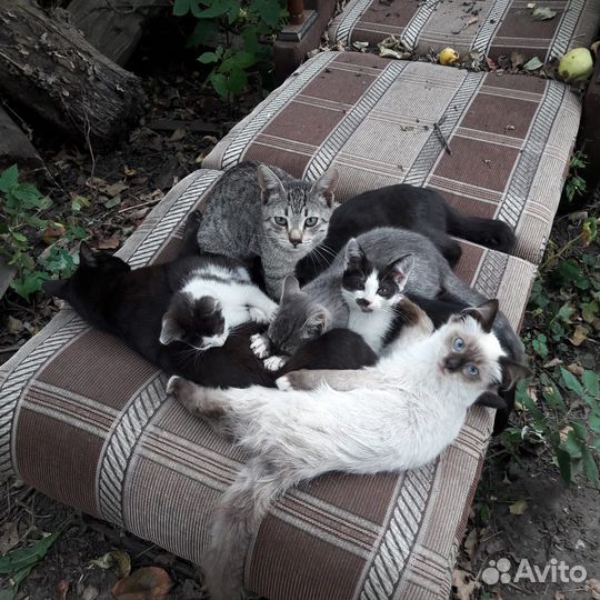 Котята-полукровки
