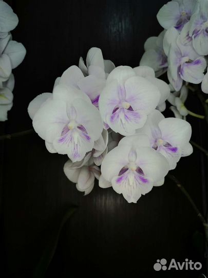 Орхидея фаленопсис биг лип