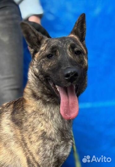 Халва из приюта надеется найти свою семью