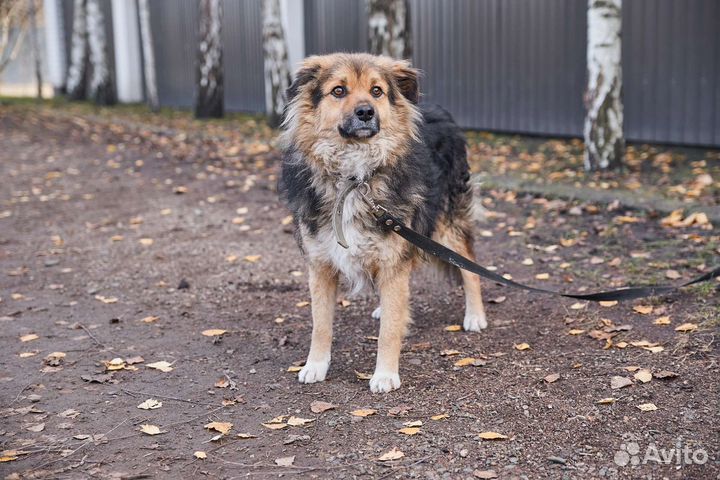 Отличный пес Красавчик ищет дом