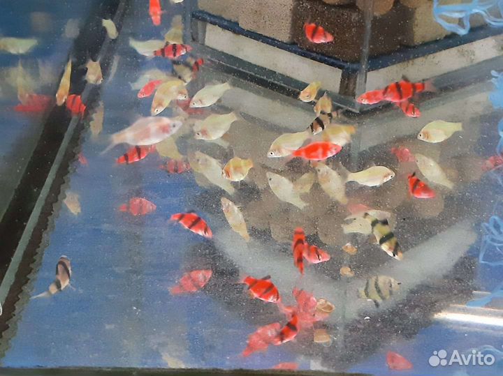 Аквариумные рыбки