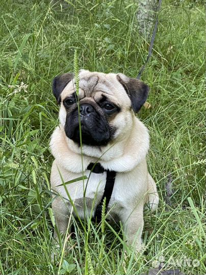 Мопс вязка мальчик
