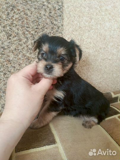 Щенки Йорка