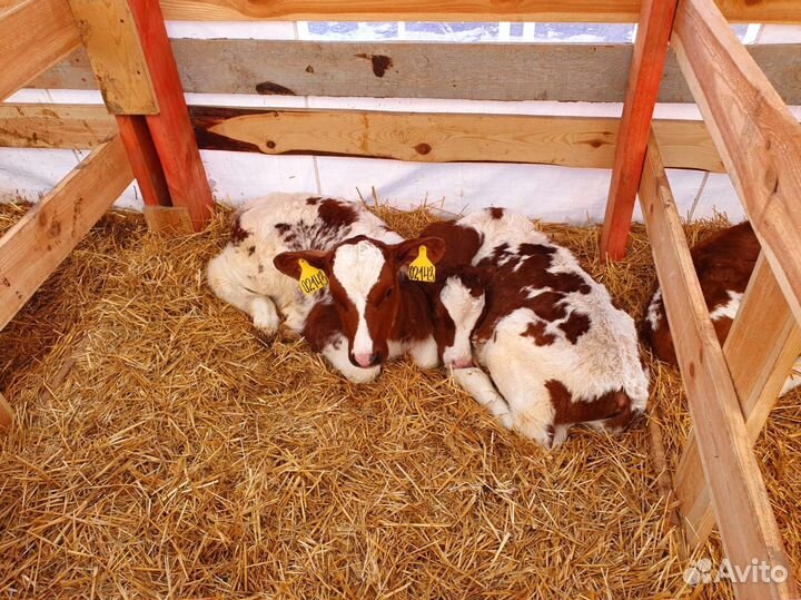 Телята бычки телочки все здоровые