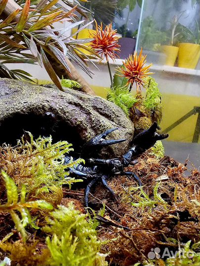 Террариум с крупным скорпионом