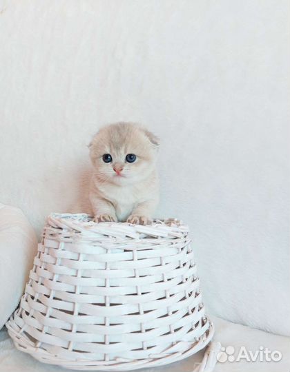 Шотландская девочка