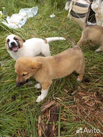 Отдам в добрые руки. Мальчики