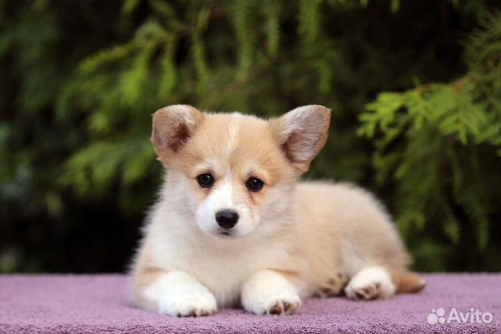 Вельш-корги пемброк