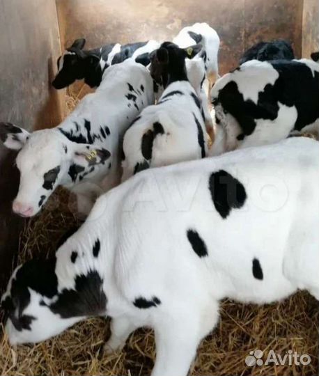 Бычки и быки