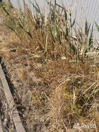 Раундап от сорняков Средство от борщевика