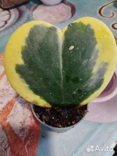 Хойя kerry вариегатная