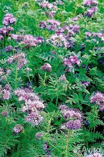 Семена фацелии