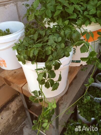 Гиностемма пятилистная- южноазиатский женьшень